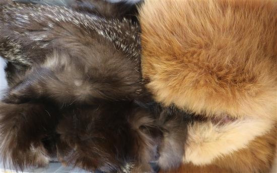 A fox fur cape and red fox collar